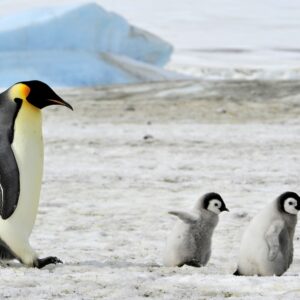 Wie Pinguine einen neuen Weg zur Entgiftung von Quecksilber gefunden haben