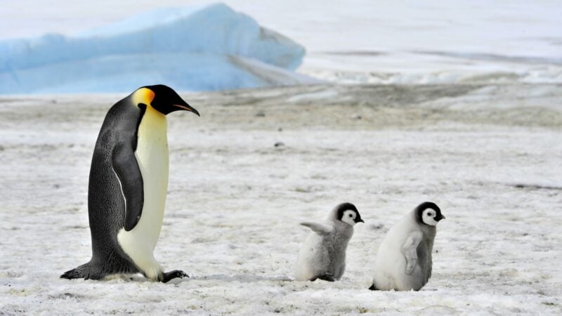 Wie Pinguine einen neuen Weg zur Entgiftung von Quecksilber gefunden haben