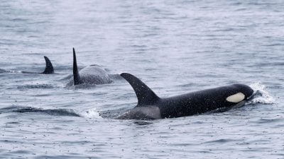 Vor Portugal: Norwegisches Segelboot von Orcas beschädigt