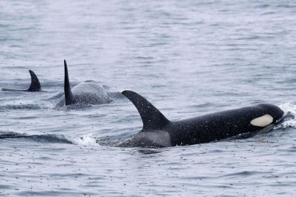 Vor Portugal: Norwegisches Segelboot von Orcas beschädigt