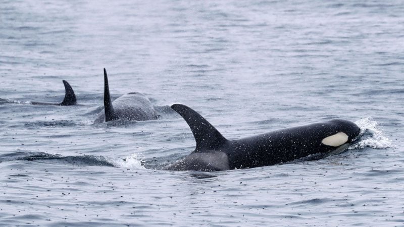 Orcas leben weltweit - wie hier bei Japan. Aber nur Tiere in der iberischen Region zeigen das mysteriöse Verhalten. (Archivbild)