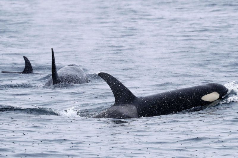 Orcas leben weltweit - wie hier bei Japan. Aber nur Tiere in der iberischen Region zeigen das mysteriöse Verhalten. (Archivbild)
