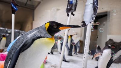 Ein Pinguin als Weltstar: Pesto feiert ersten Geburtstag