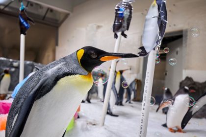 Ein Pinguin als Weltstar: Pesto feiert ersten Geburtstag