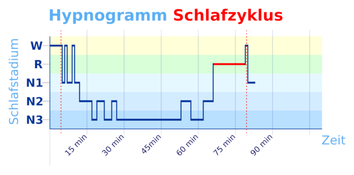 Die Schlafqualität hängt von vielen Faktoren ab, einschließlich der Schlafarchitektur.