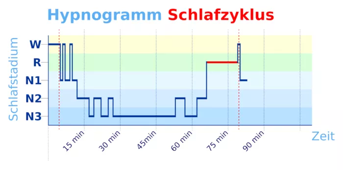 Die Schlafqualität hängt von vielen Faktoren ab, einschließlich der Schlafarchitektur.