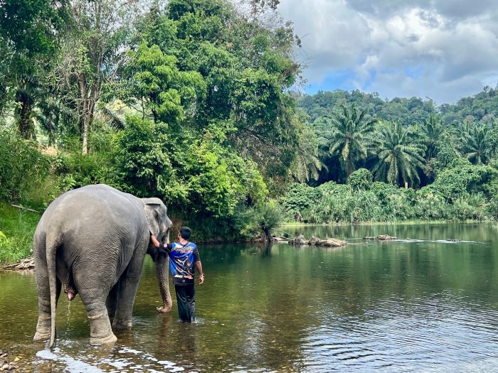 In den Zentren leben die Elefanten mit ihren Führern. Tierschützer beklagen, dass die Touristen die Tiere stressen. (Archivbild)