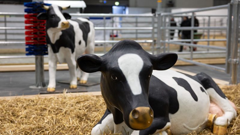 Wegen eines Falls von Maul- und Klauenseuche in Brandenburg waren etliche Tiere dieses Jahr nicht auf der Grünen Messe vertreten - oder eben nur als Attrappe. (Archivbild)