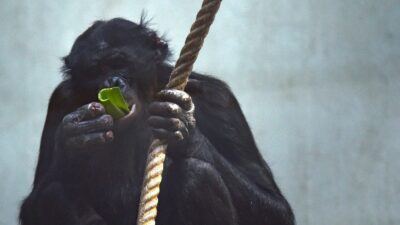 Niederlande: Fallschirmspringer landet ungewollt in Affengehege