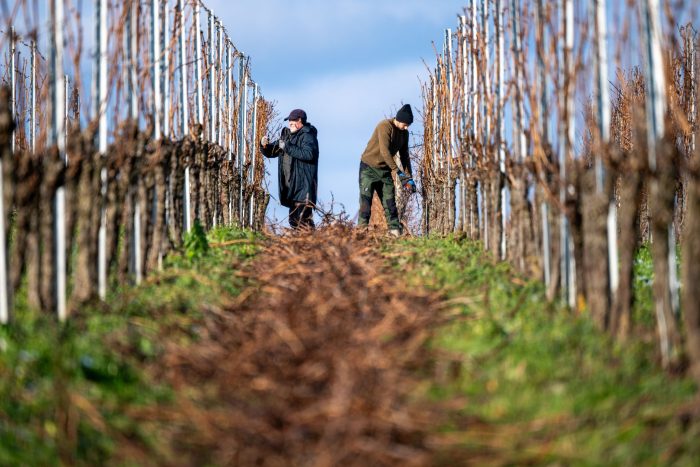 Wein macht auch im Winter Arbeit: In einem Weinberg in Rheinland-Pfalz werden überflüssige Reben abgeschnitten.