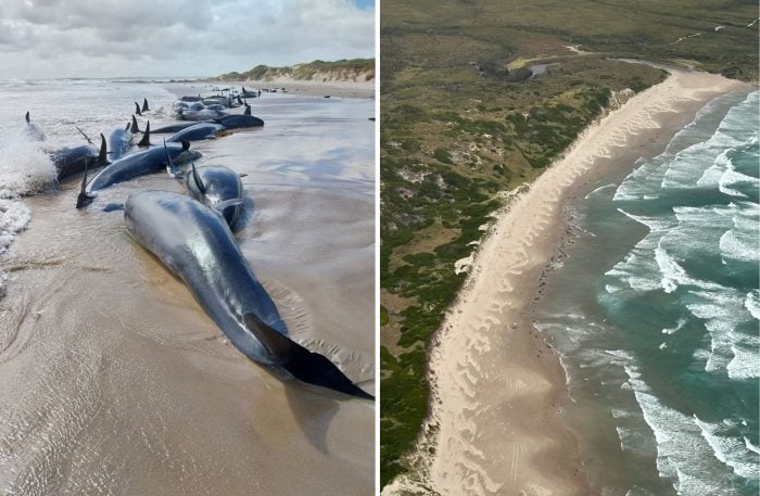 Es war die erste Strandung dieser Spezies seit 50 Jahren.