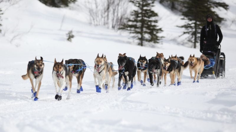 Wegen Schneemangels in Alaska wird die Iditarod-Rennroute in diesem Jahr geändert. (Archivbild)