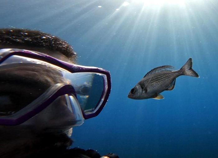 Gibt es Leckereien zu holen, folgen manche Fische Tauchern hartnäckig. 