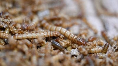 EU erlaubt UV-Behandlung für Insektenpulver in Lebensmitteln