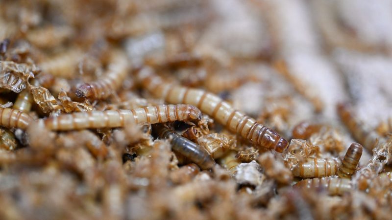 Mit UV-Licht behandeltes Mehlwurmpulver darf in der EU in Lebensmittel zugesetzt werden. (Archivbild)