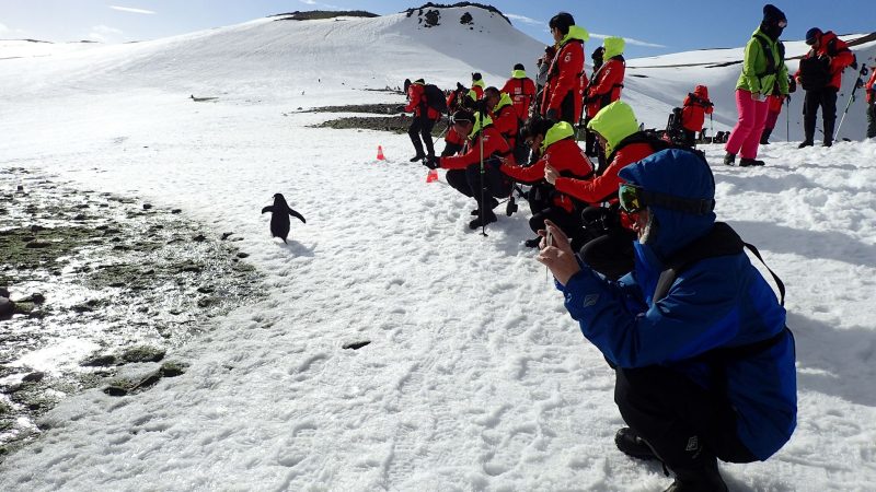 Pinguine zu beobachten, ist ein Highlight der meisten Landgänge.