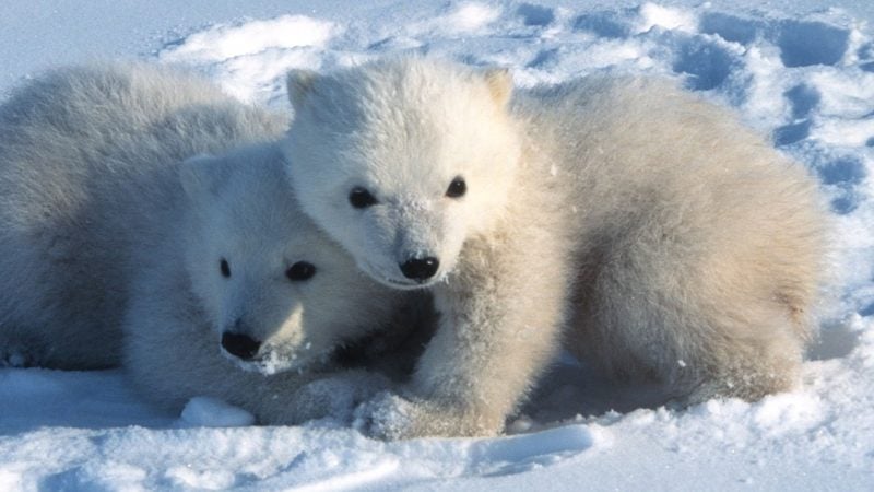 Junge Eisbären in Spitzbergen verlassen um den 9. März herum erstmals ihre Geburtshöhlen.