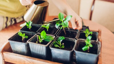 Gartenspaß: Mit frühzeitiger Gemüseanzucht in die Saison starten