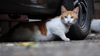 Unfreiwillige Spritztour: Katze fährt 75 Kilometer in Motorraum auf Autobahn mit