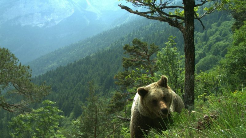 Mehrfach gab es im Trentino Attacken von Bären auf Menschen. (Symbolfoto)