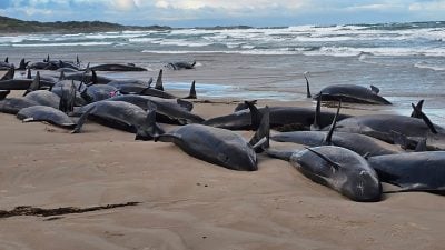 Warum die Kleinen Schwertwale strandeten, ist noch unklar.