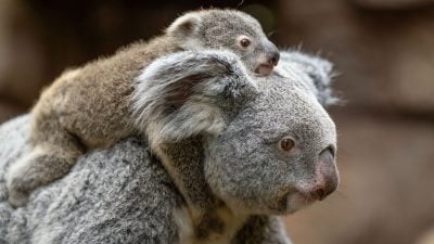 Stuttgarter Zoo verrät Geschlecht des Koala-Nachwuchses