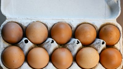 Vogelgrippe: Branchenverbände erwarten Eierknappheit