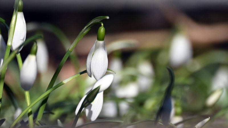 Schneeglöckchen blühen in einem Garten.