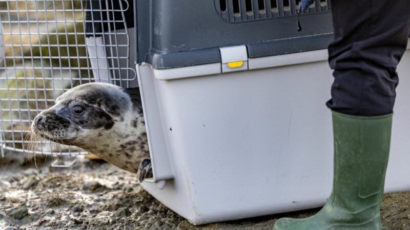 Aus den Transportboxen kamen die vier Kegelrobben nur sehr zögerlich heraus.