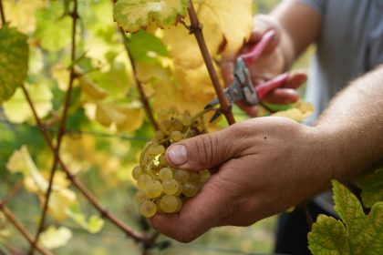 Kurz vor Traubenernte: Diebe räumen zwei Weinberge leer