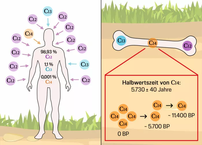 Anreicherung und Zerfall von C14