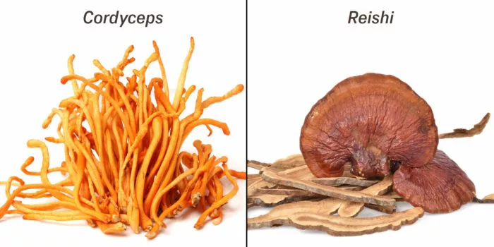 Heilpilze können die Produktion von Dopamin fördern