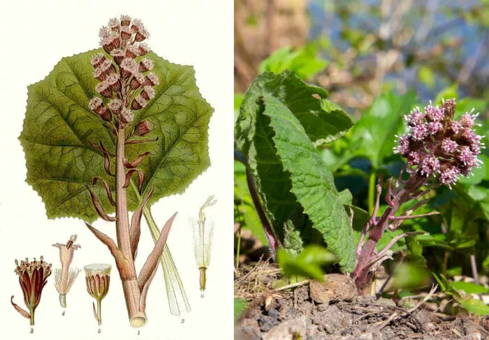 Pestwurz hilft bei Heuschnupfen