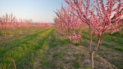 Frühling – von Theodor Fontane