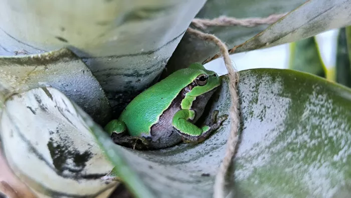 In Zierpflanzen können versteckt Schlangen, Eidechsen und Frösche reisen