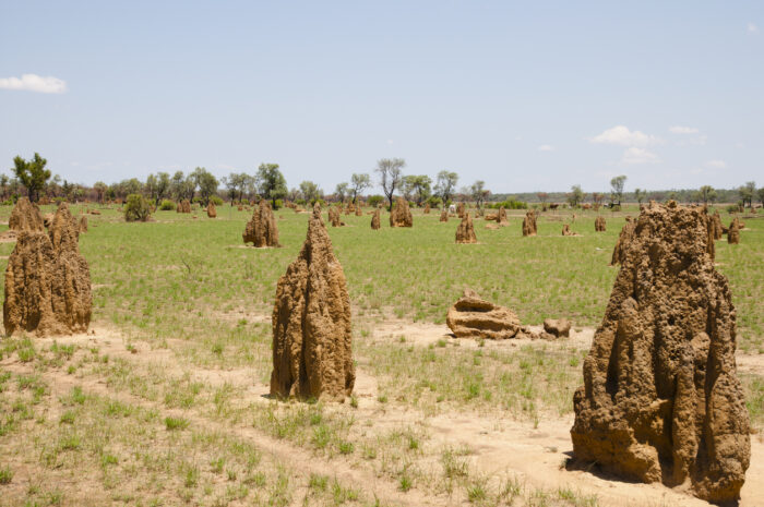 Eine von vielen natürlichen Quellen von CO₂-Emissionen: Termiten, hier im australischen Outback.