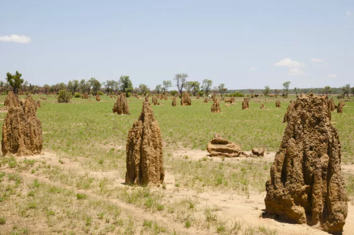 Eine von vielen natürlichen Quellen von CO₂-Emissionen: Termiten, hier im australischen Outback.