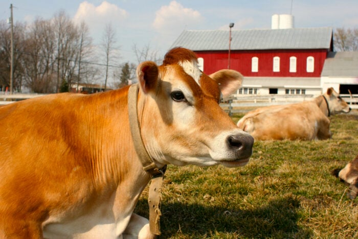 Milch vom Jersey-Rind ist bekömmlicher