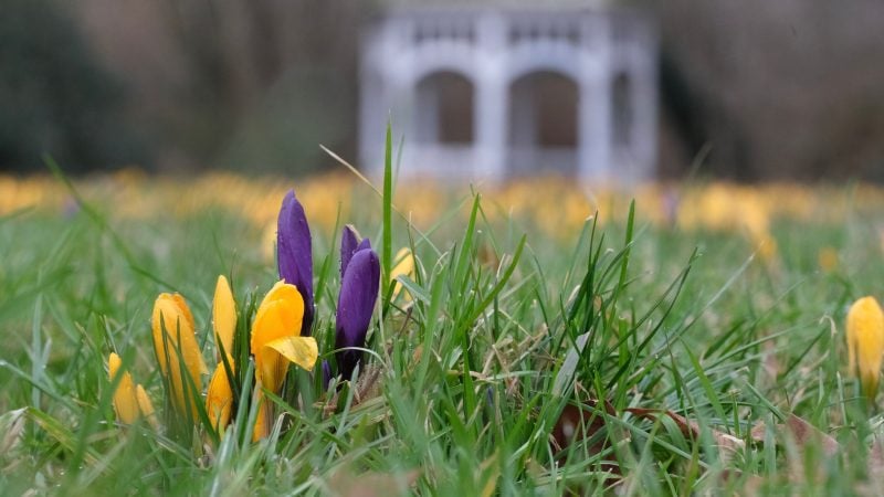 Milde Temperaturen und Sonne dürften in vielen Teilen Deutschlands in den kommenden Tagen dafür sorgen, dass weitere Blumen sprießen.