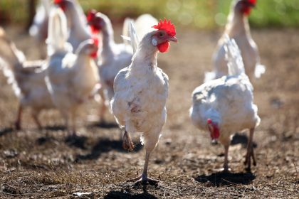 US-Behörde kündigt Vertrag über mRNA-Vogelgrippe-Impfstoff mit Moderna