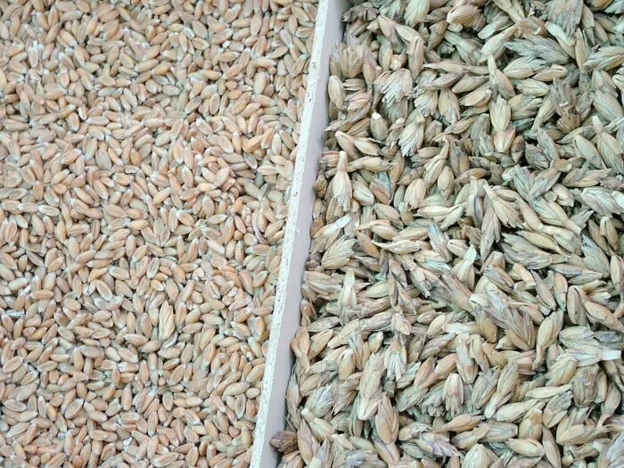 Uralte Getreidesorten: Dinkel