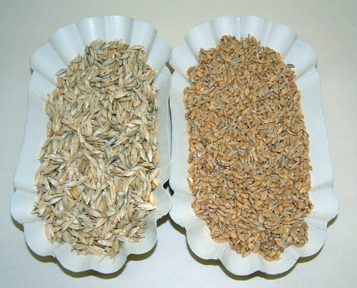 Uralte Getreidesorten: Einkorn