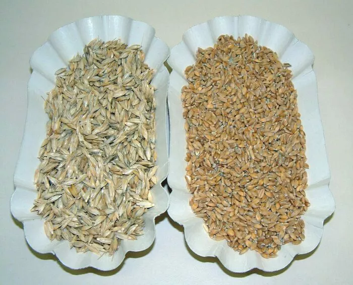 Uralte Getreidesorten: Einkorn
