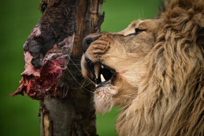 Löwe tötet in Kenia 14-jähriges Mädchen