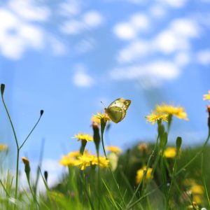 Warum der Rasenmäher im Mai im Schuppen bleiben soll