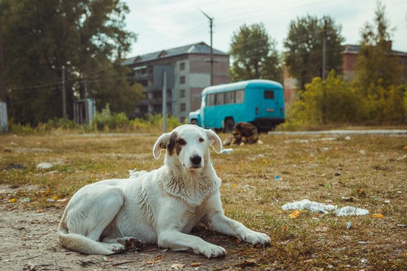 Hunde von Tschernobyl: Führten Strahlung oder Mutation zur DNA-Veränderung?