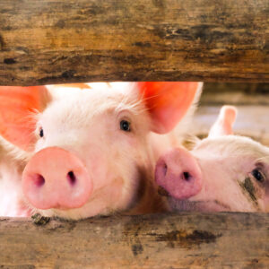 Klima- und tierfreundliche Landwirtschaft: Droht eine Welle von Betriebsschließungen?