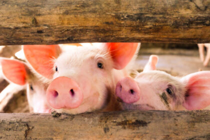 Klima- und tierfreundliche Landwirtschaft: Droht eine Welle von Betriebsschließungen?