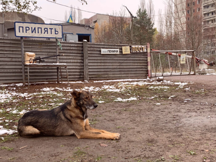 Hund in Tschernobyl