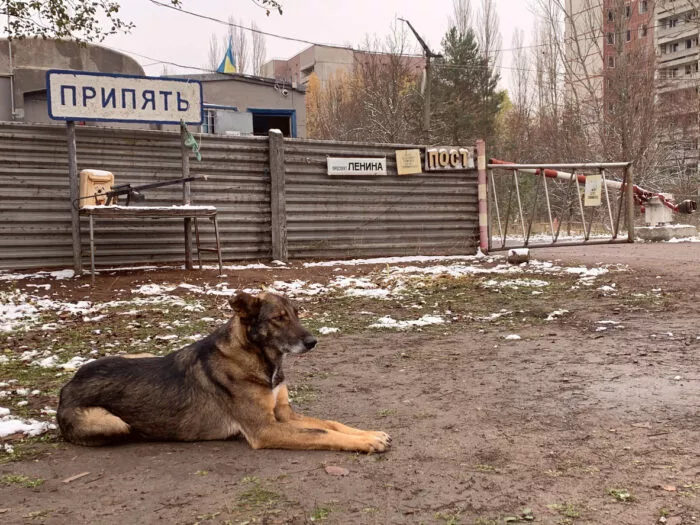 Hund in Tschernobyl